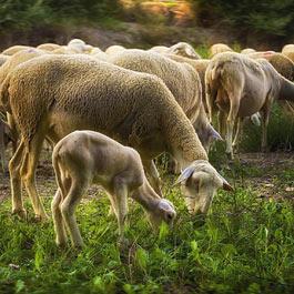 Transhumance in Haut-Salat in the Couserans