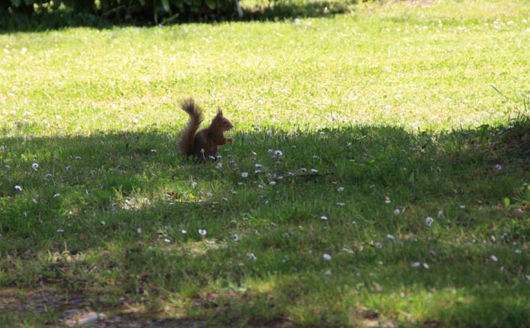 A squirrel familiar with camping